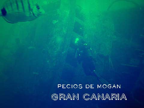 Bucear en Canarias: Los pecios de Mogán, la inmersión en el «Cermona II»