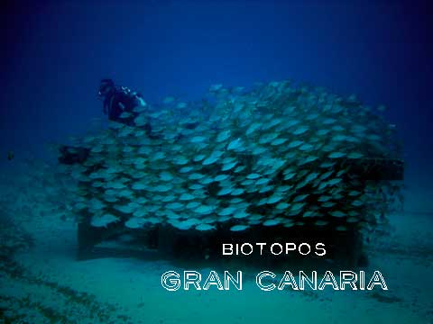Buceo en Canarias: La inmersión en «Biotopos»