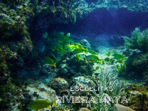 Buceo en Mexico: La inmersión en «Escuelitas», en Xpu-ha